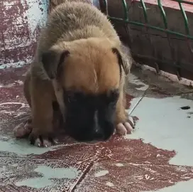 Chiot Boxer