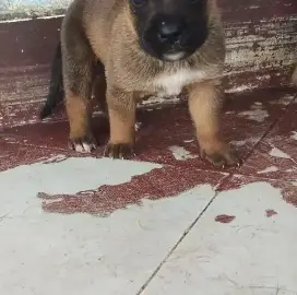 Chiot Boxer