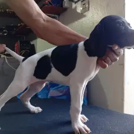 Chien de chasse Pointer