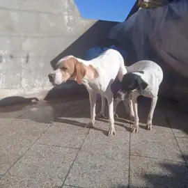 Chien de chasse Pointer