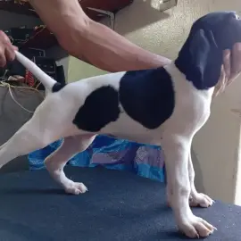 Chien de chasse Pointer