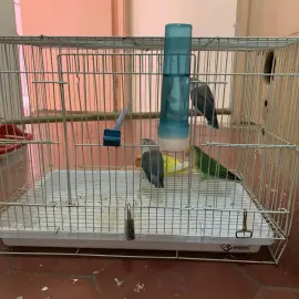 Oiseaux Inséparables