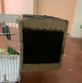 Oiseaux Inséparables