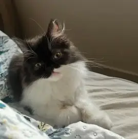 Chat persan