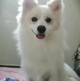 Chien spitz
