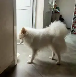 Chien spitz