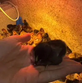 Poussins Australorp