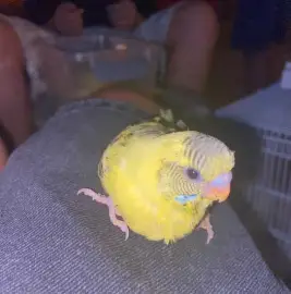 Oiseau à vendre