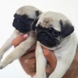 Chiots carlin