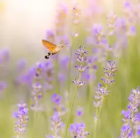 Cours d'anglais pourcollège & lycée